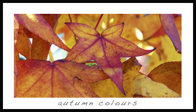 autumn colours